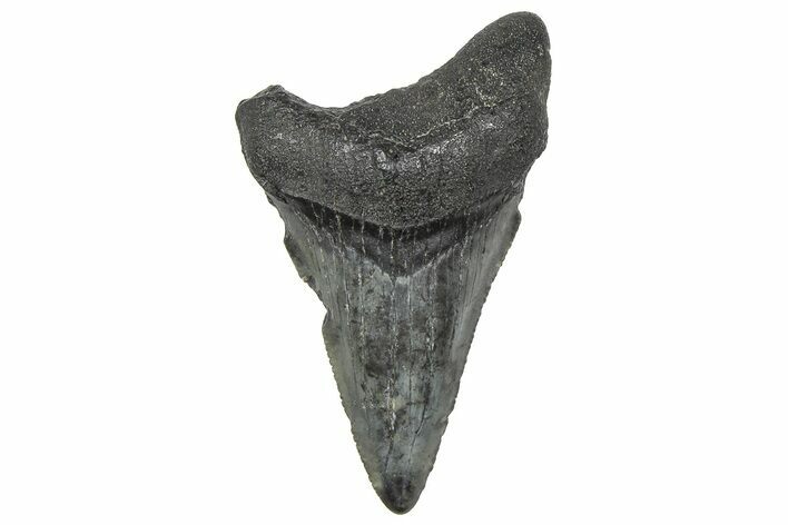 Serrated, Juvenile Megalodon Tooth - South Carolina #360940